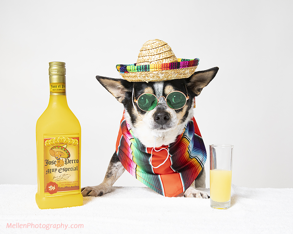 A Dawg and his Tequila